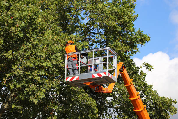 How Our Tree Care Process Works  in Von Ormy, TX